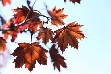 Canada symbol. Maple tree leaves. Branches with maple leaves on background of blue sky. Soft gentle maple. Copyspace for fall sale. Background of autumn. Background of fall.