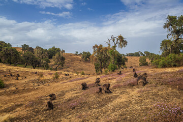 Gelada Baboon - Theropithecus gelada, beautiful ground primate from Simien mountains, Ethiopia.