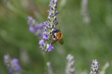 Closeup of bumble bee on a lavender blossom - blurred background