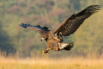 Juvenile sea eagle, haliaeetus albicilla, hunting in flight on a meadow in sunlit autumn nature. Majestic wild raptor moving fast with spread wings.