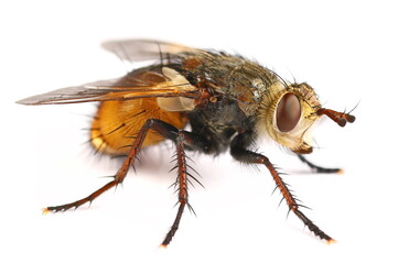 Yellow-bellied fly, Tachina praeceps isolated on white background, side view and macro
