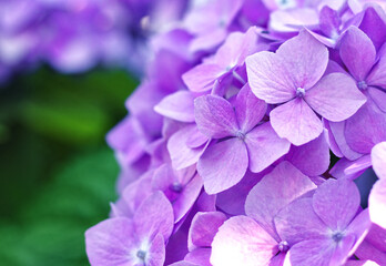 Purple Hydrangea Flower Bunch Close Up