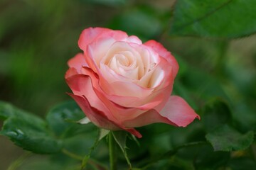 Rose Nostalgie with red to white petals, beautiful rose in summer garden.
