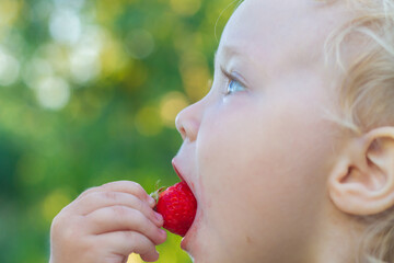 Cute baby girl caucasian eat big ripe strawberry berry in summer