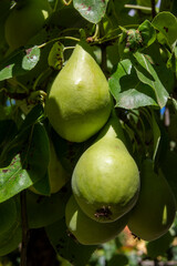 Peras madurando en primavera