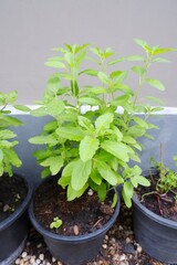 Basil and green leaves growing in pot on natural light background