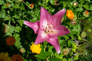 Lilium rosa en el jardín en primavera