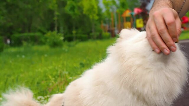 A small white Pomeranian spitz receives a reward from the hands of the owner on the street.