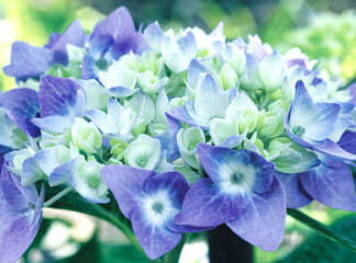 Blue Hydrangea on a Cool Early Morning Summer Day