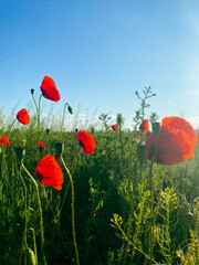 Obraz premium poppy field with blue sky