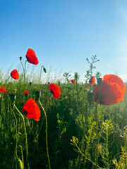 poppy field with blue sky