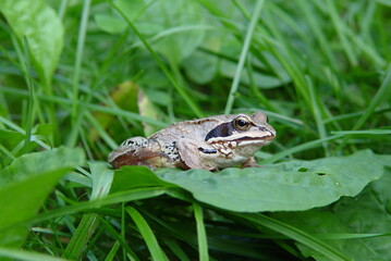frog in the pond