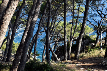 Pine forest with blue sea, beautiful environment!