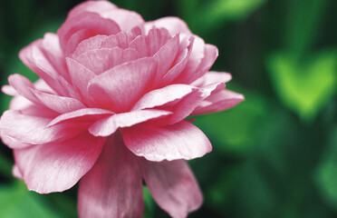 Coral Pink Ranunculus Flower on a Deep Green Background