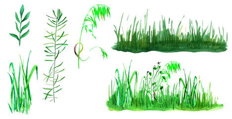 Grass watercolor isolated on white background set for all prints.