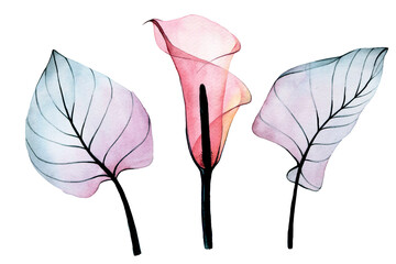 watercolor drawing. set of transparent tropical flowers and leaves. pink calla flower and leaves of pink and blue colors isolated on white background. collection of decorations for weddings, cards