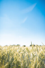 wheat field in the summer