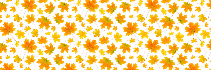 Banner made with natural orange autumn leaves on a white background, as a backdrop or texture. Fall wallpaper for your design. Top view Flat lay