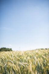 wheat field in the summer