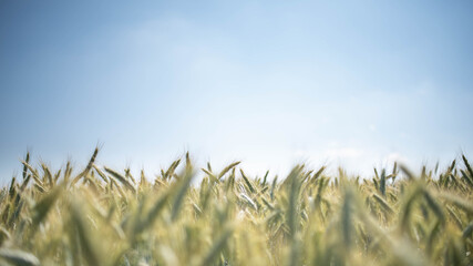 wheat field in the summer