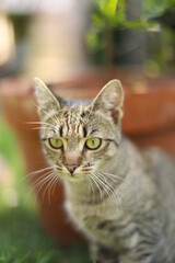 cute cat portrait outside