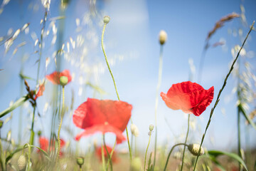 Obraz premium poppy flowers in field with blue sky