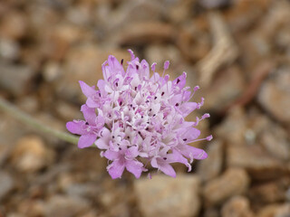 Pianta selvatica