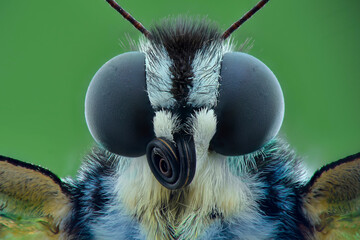 close up of a butterfly