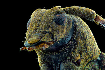 close up of an head long horn