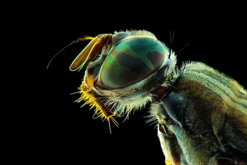 Fotobehang macro of a fly © Dwi