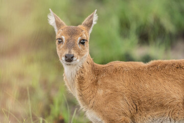 Pampas Deer