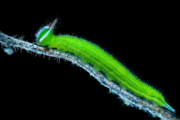 caterpillar on a leaf