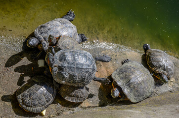 Many turtles crawl along the shore of the reservoir - 441203171