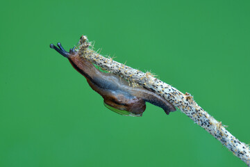 snail on a leaf