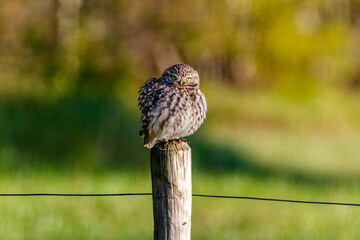 Steenuil - Athena noctua -