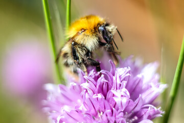 Akkerhommel macro 2