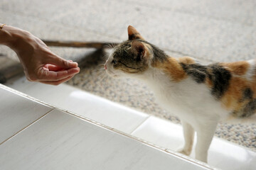 Feeding Cat