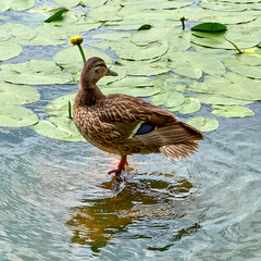 Duck on the lake. Green bowls on the lake