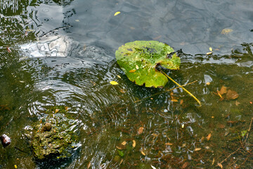 Fototapeta premium Beautiful green leaf under water. Waves on the lake. Reflection in the water.