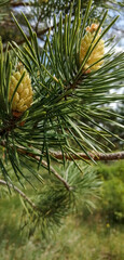 pine branches with cones