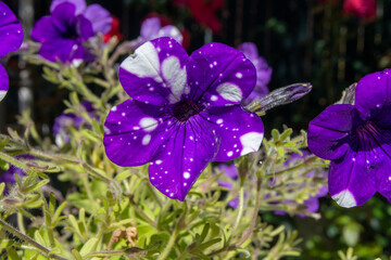 Petunia azul en el jardín en primavera
