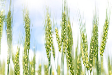 Green field with spikelets of wheat on a background of blue sky.