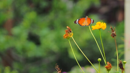  butterfly and flower