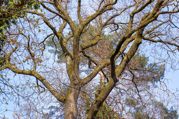 tree branches against sky