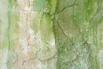 Old concrete wall covered with green bloom, visible cracks and signs of old age.
