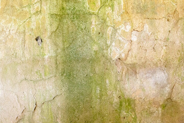 Old concrete wall covered with green bloom, visible cracks and signs of old age.