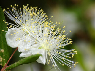 Mirto © Steve Fossiant