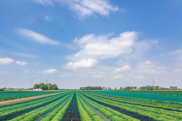 Feld mit Salat vor blauem himmel
