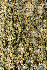 Tree bark with a green moss coating, close-up shot.