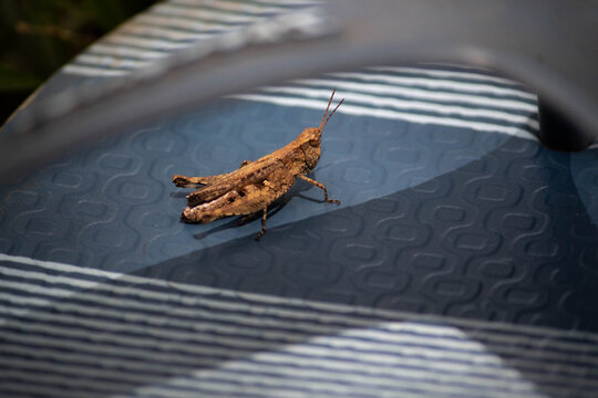 Macro do grilo na sand&aacute;lia 